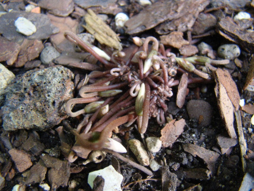 Cyclamen cilicium