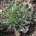 Convolvulus boissieri