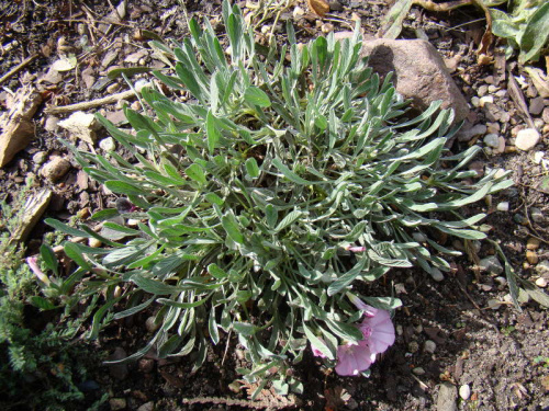 Convolvulus boissieri