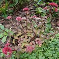 Sedum telephium 'Desert Red'