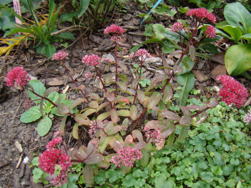 Sedum telephium 'Desert Red'