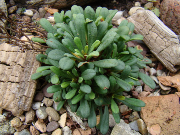 Limonium gougetianum