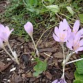 Colchicum byzantinum