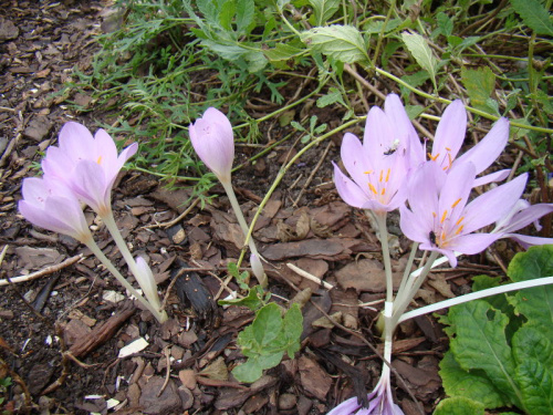 Colchicum byzantinum