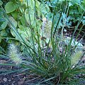 Pennisetum alopecuroides 'Little Bunny'