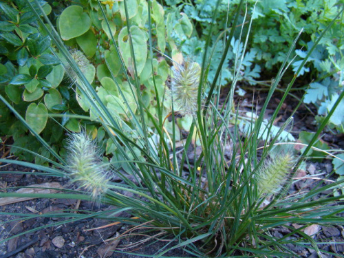 Pennisetum alopecuroides 'Little Bunny'