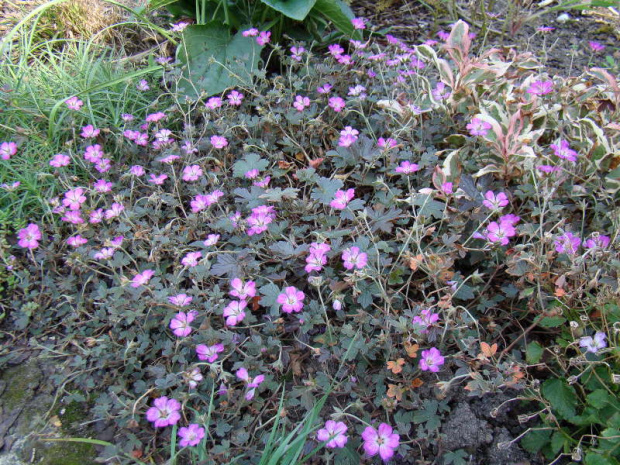 Geranium 'Bremmery' ORKNEY CHERRY