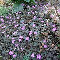 Geranium 'Bremmery' ORKNEY CHERRY