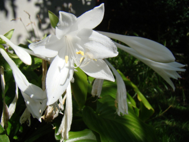 Hosta plantaginea