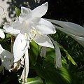 Hosta plantaginea