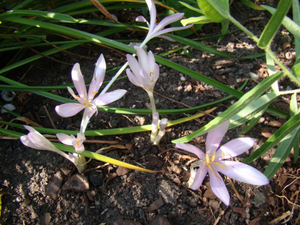 Colchicum 'Lilac Wonder'