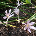 Colchicum 'Lilac Wonder'