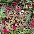 Sedum telephium 'Desert Red'