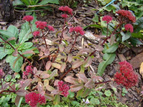 Sedum telephium 'Desert Red'