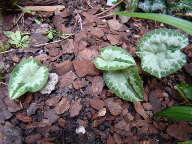 Cyclamen hederifolium