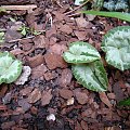 Cyclamen hederifolium