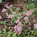 Sedum 'Lime Zinger'