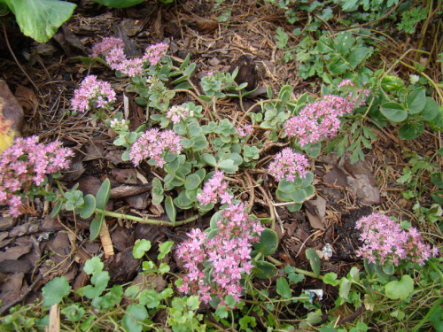 Sedum 'Lime Zinger'