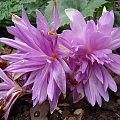 Colchicum 'Waterlily'