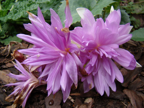 Colchicum 'Waterlily'