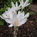 Colchicum autumnale 'Album'