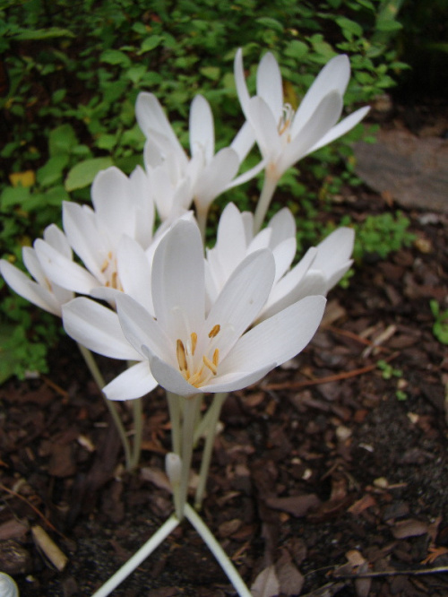 Colchicum autumnale 'Album'