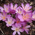 Colchicum cilicicum