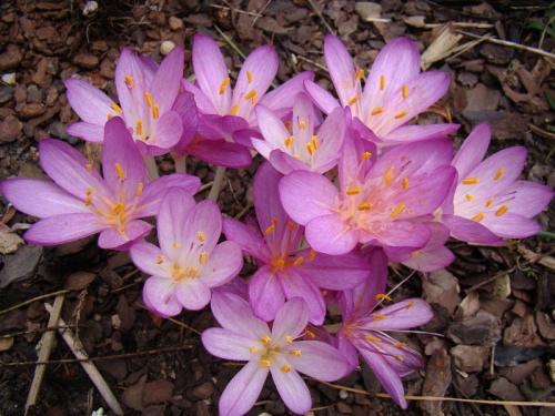 Colchicum cilicicum