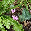 Cyclamen hederifolium