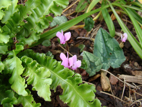 Cyclamen hederifolium