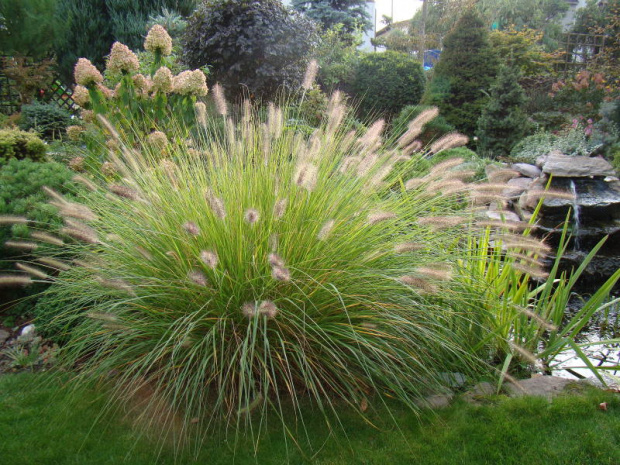 Pennisetum alopecuroides