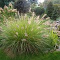 Pennisetum alopecuroides