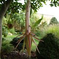 Epiphyllum