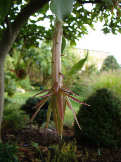 Epiphyllum