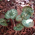 Cyclamen coum