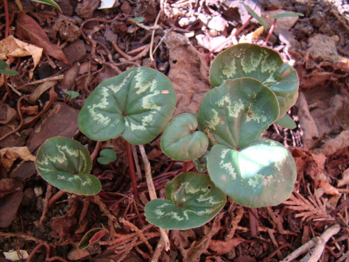 Cyclamen coum