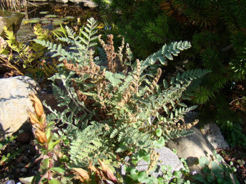 Cheilanthes