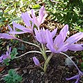 colchicum