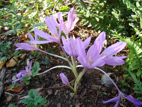 colchicum