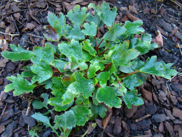 Saxifraga fortunei - 'Cheap Confections'