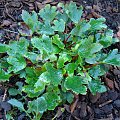 Saxifraga fortunei - 'Cheap Confections'