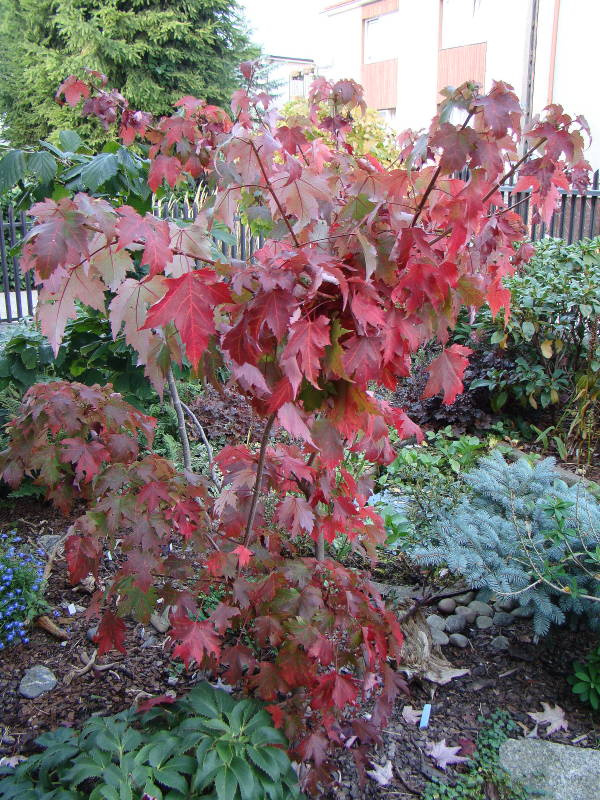 Acer 'Sekka'