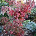 Acer 'Sekka'