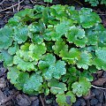 Saxifraga fortunei 'Cheap Perfection'