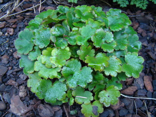 Saxifraga fortunei 'Cheap Perfection'