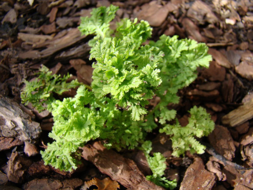 Athyrium ‘Lady in Lace’