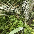 Elymus canadensis 'Ice Blue'