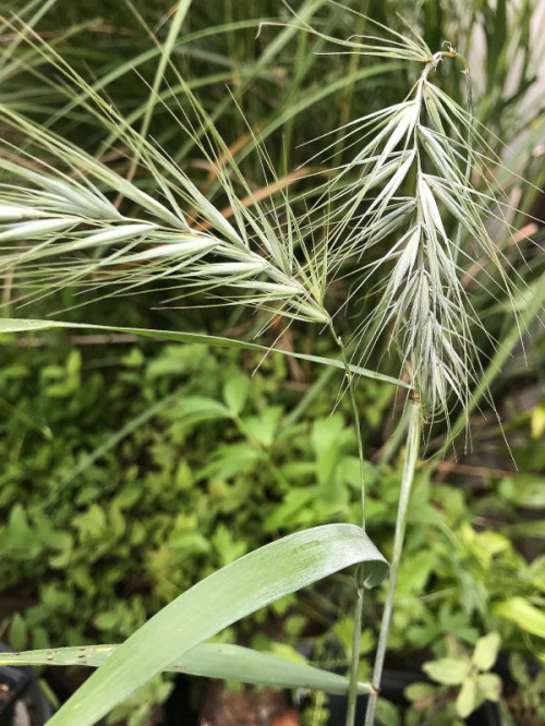 Elymus canadensis 'Ice Blue'