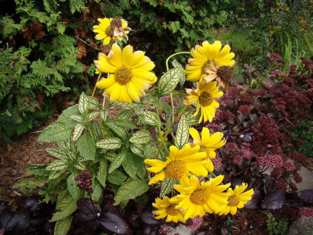 Heliopsis helianthoides 'Helhan' LORAINE SUNSHINE