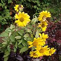 Heliopsis helianthoides 'Helhan' LORAINE SUNSHINE